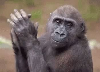 Monkey Slow Clap GIF - Monkey Slow Clap Slow Clapping - Discover ...