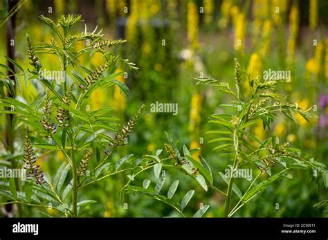 Licorice Plant Edible