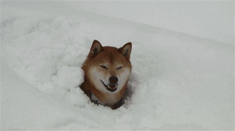 Dog Snow GIF - Find & Share on GIPHY