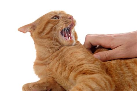 Por Qué Mi Gato Me Ataca De Repente ¡aquí La Respuesta
