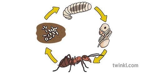 Diagrama Ciclo De Vida Hormiga Ks1 Twinkl