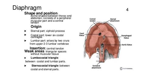 Anatomy of the thorax