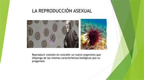 Presentación1 Reproduccion Asexual Pptx