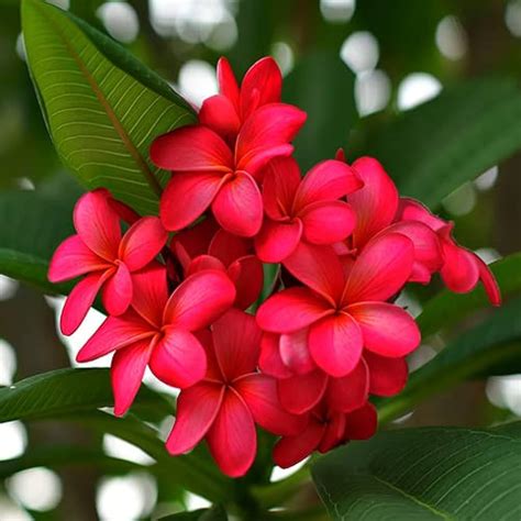 Frangipani Plumeria Rubra Red All Time Flowering Live Plant Seed2plant