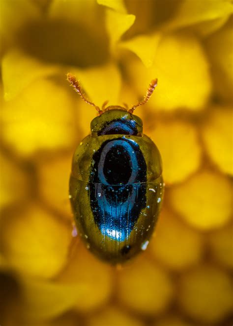 Close-up Photography of Blue Beetle · Free Stock Photo