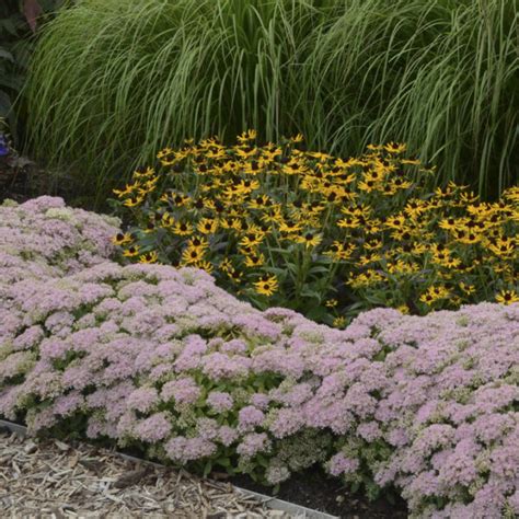 Sedum Autumn Joy Plug Flat Moonshine Designs Nursery