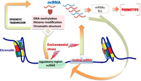 Figure From Role Of Non Coding Rnas In The Transgenerational