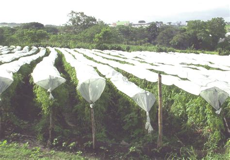 Sistema Agron Mico De Manejo Utilizado En La Producci N En El Cultivo