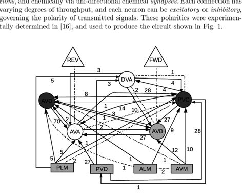 Tap Withdrawal Circuit Of C Elegans Rectangle Sensory Neurons