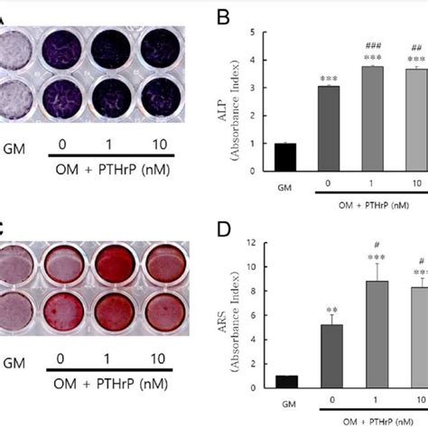 Effect Of Pthrp On Mineralization In Hdpcs A Cells Cultured With Or