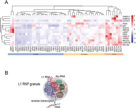 multiple rna binding proteins   long interspersed element