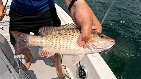 Florida Mangrove Snapper Fishing Landed Fishing