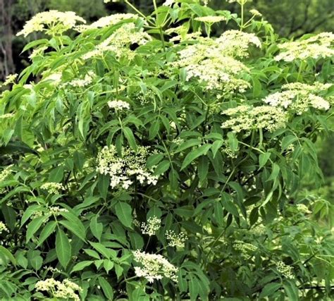 Best Elderberry Varieties For Homegrown Food And Medicine