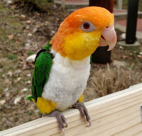 White Bellied Caique Facts Care As Pets Pictures