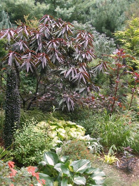 Burgundy Plants And Flowers Hgtv