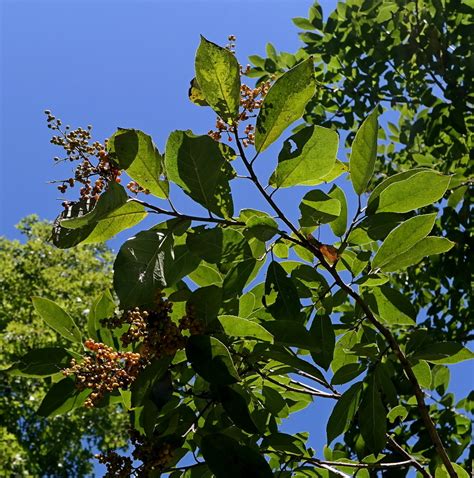 Кармона мелколистная - самый лёгкий бонсай для всех | Exotica ...