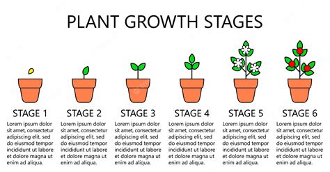 Infographie Des Stades De Croissance Des Plantes Icônes Dart En Ligne