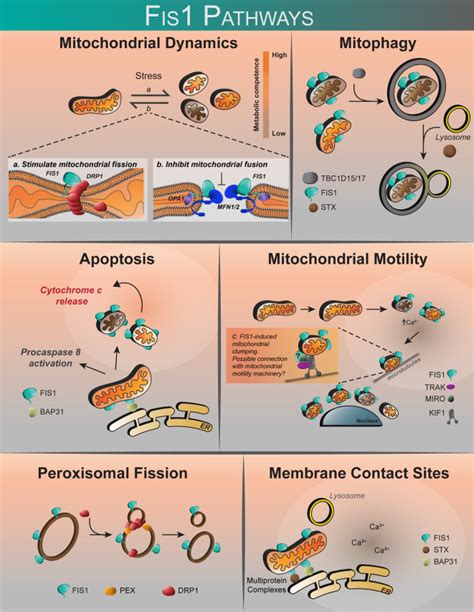 Mitochondrial Fission Protein 1 Emerging Roles In Organellar Form And Function In Health And