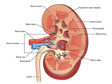 Kidneys Earth S Lab