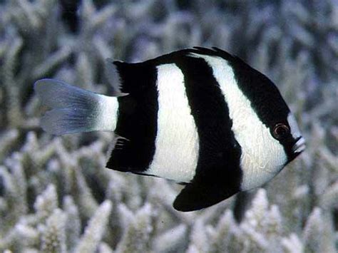 Damselfish Color Black And White Pinterest Fish