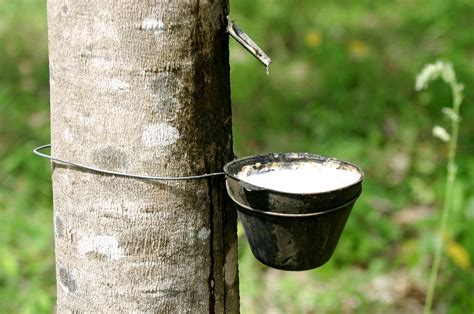 A História Da Seringueira árvore Que Produz A Borracha Natural