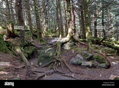 high elevation ecosystem  res stock photography  images alamy