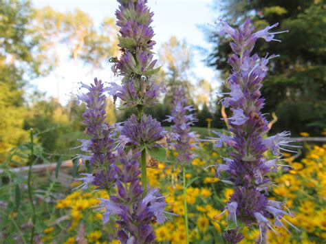Giant Hyssop