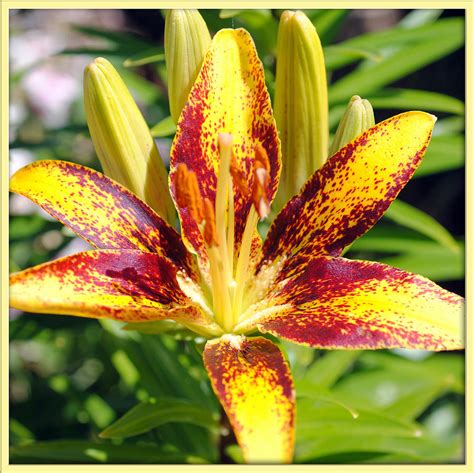 Yellow Lilly Photograph By Melisa Crook Fine Art America