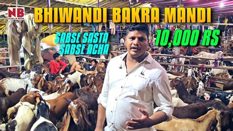 Bhiwandi Bakra Mandi Sabse Saste Bakre Hazar Me Youtube