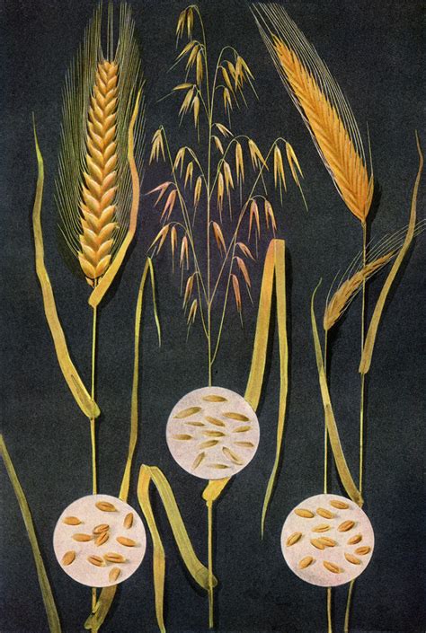 Illustration Of Three Types Of Grain Plants Posters And Prints By Corbis