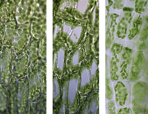 3.1.4 - Turgor loss, cytorrhysis, and plasmolysis | Plants in Action