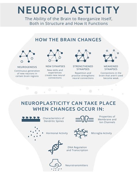 Neuroplasticity Changing The Brain Infograph