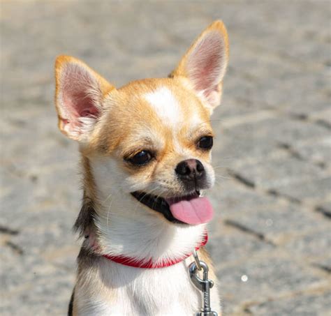 130 Fat Jack Russell Stock Photos Pictures And Royalty Free Images Istock