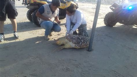 Aparece Otra Tortuga Muerta En Playa Miramar Grupo Milenio