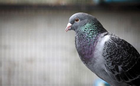 Le Pigeon Voyageur Comment Fait Il Pour Se Rep Rer