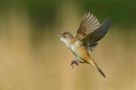 Migrating birds use a magnetic map to travel long distances