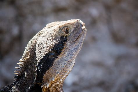 Tuatara Teeth