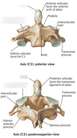 Axis C Diagram Quizlet