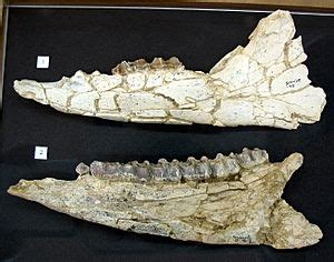 Yacimiento Paleontol Gico De Somosaguas Para Ni Os