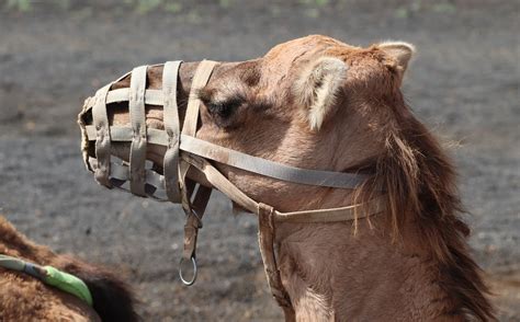 Camel Dromedary Muzzle Free Photo On Pixabay Pixabay