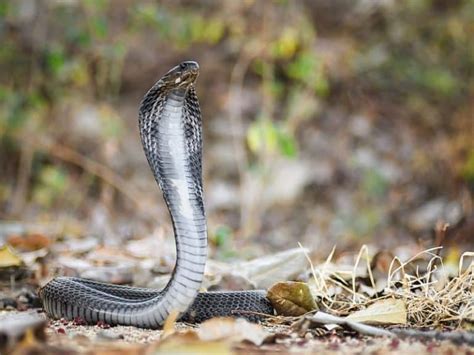 The 9 Most Venomous Snakes In Vietnam - Travel Snippet