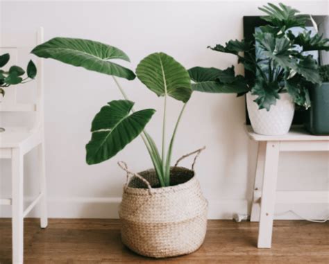 Gu A Definitiva Para El Cuidado De Tus Plantas De Interior Corsa