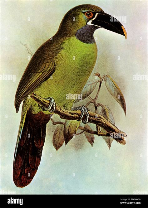 Emerald Toucanet Aulacorhynchus Prasinus Stock Photo Alamy