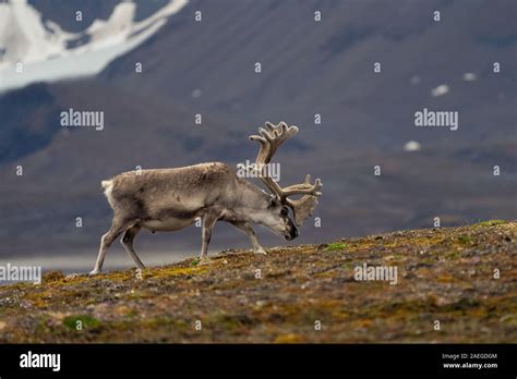 A Male Svalbard Reindeer Rangifer Tarandus Platyrhynchus On The