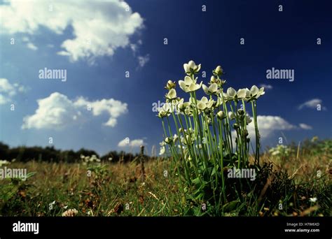 Parnassus Grass Parnassia Palustris Flowering Stock Photo Alamy