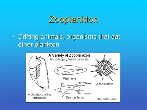 Ppt Zooplankton Powerpoint Presentation Free Download Id6020879