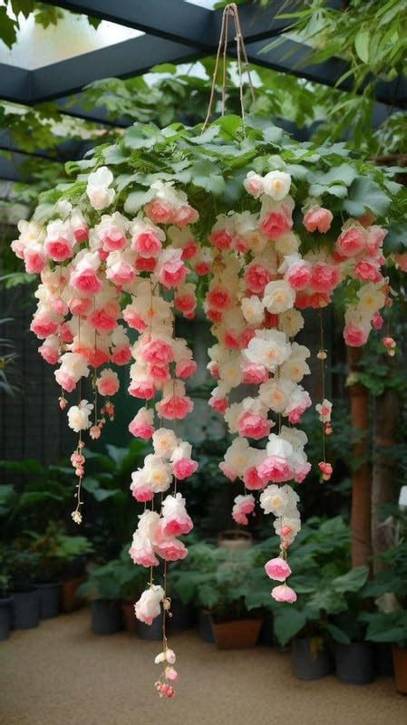 Ritz Farming Weeping Begonia Flower Bulbs White Pink Mix Color Flower