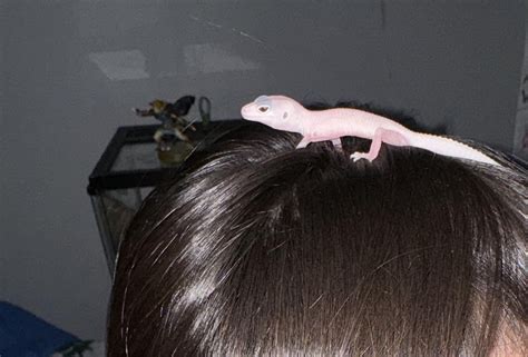 Albino Lizard Rlizards