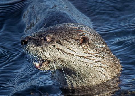 Angry River Otter Photograph by Carl Olsen - Fine Art America