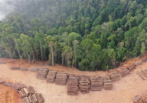 Nuevo R Cord De Deforestaci N En La Selva Amaz Nica De Brasil